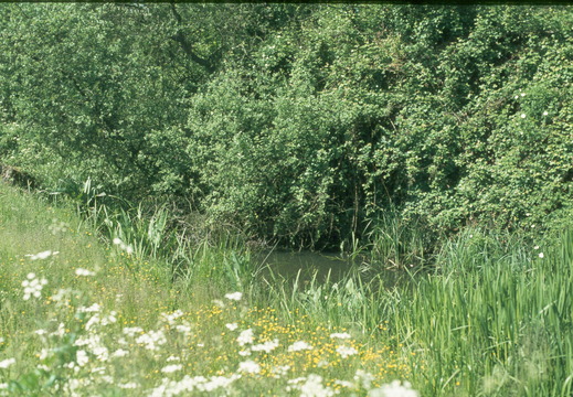 041 Near Hart Farm June 1978