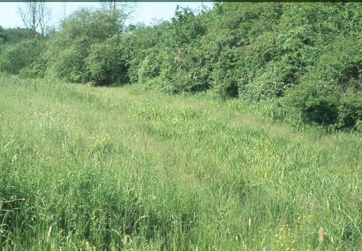 042 Near Hart Farm June 1978