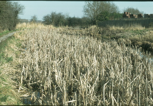 098 Kingshill Swindon spring 1978