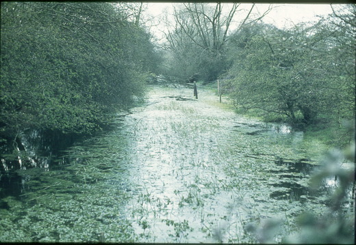 141 Stratton Park 1977