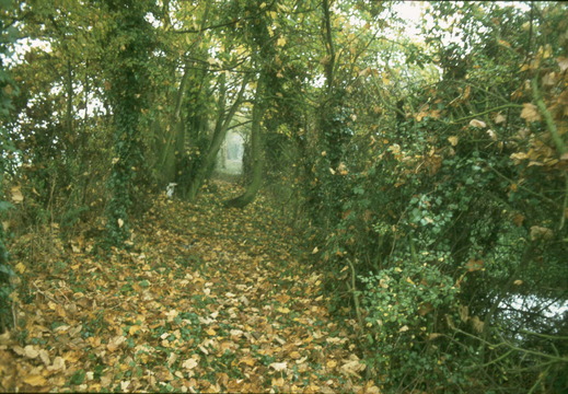 176 Towpath east from West Challow Bridge 370883 Jan 1979