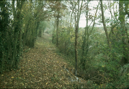 175 Towpath east from West Challow Bridge 369883 Jan 1979