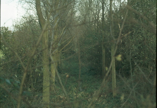 223 Poplar trees in canal 426907 1978