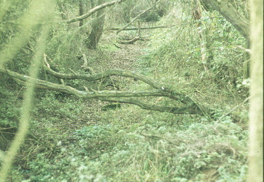 236 South of Drayton Lock 1978