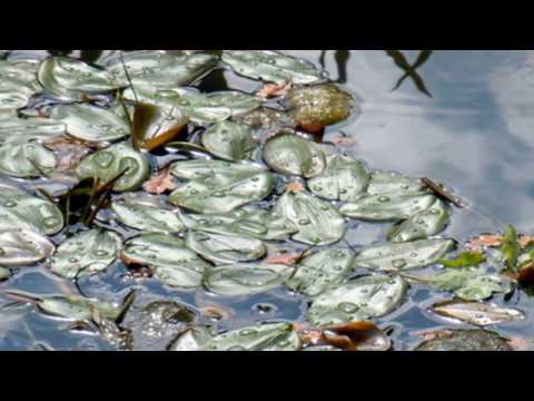 A Walk From Chippenham To Lacock Via The Wilts & Berks Canal.