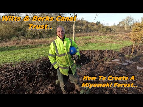 How To Create A Miyawaki Forest