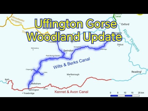Uffington Gorse Woodland Update