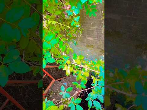 This incredible abandoned lock has been hidden for 110 years!